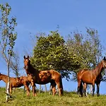 & Domacija Krnc Hrib pri Hinjah