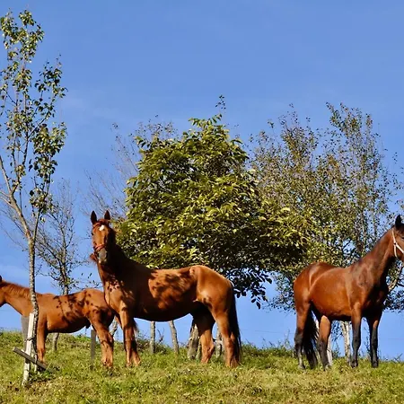 & Domacija Krnc Hrib pri Hinjah