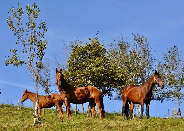 & Domacija Krnc Hrib pri Hinjah